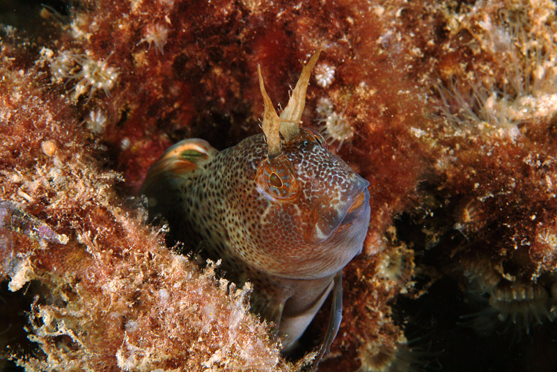 Blennidi